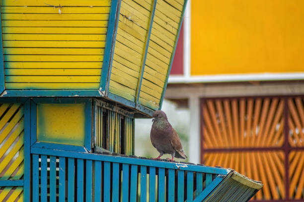 A pigeon perched on a colorful, geometric structure with yellow and blue panels. This photo is suitable for urban wildlife, architecture, and city life themes