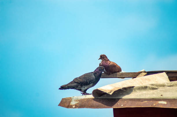 istock Two pigeons, one dark and one brown, perched on a rooftop against a clear blue sky. This image is ideal for themes of urban wildlife, nature, and birdwatching 2182256571