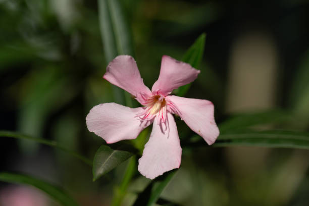 istock Pink oleander flower under sunlight. Oleander, also known as nerium oleander or rosebay, is cultivated worldwide. 2182256645