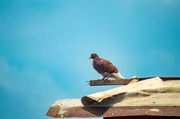 istock A brown pigeon with white tail feathers perched on a wooden beam against a clear blue sky. This photo is ideal for nature, wildlife, and birdwatching themes 2182256697