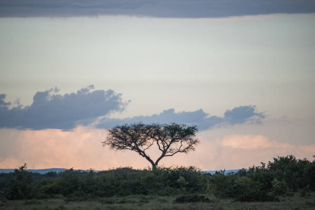 A solitary tree standing majestically in a vast Savannah field, with a dramatic, cloudy sky stretching out in the background, creating a beautiful scene,, Masai Mara Reserve, Kenya