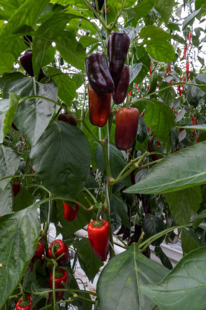 istock Plant breeding in Dutch horticulture 2182257646