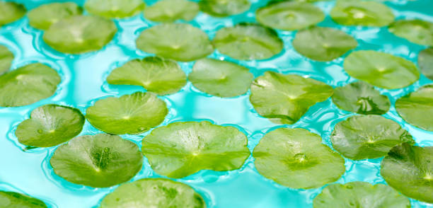 istock Centella asiatica in blue water 2182258587