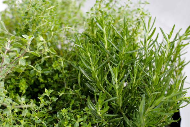 istock Fresh herbs in the garden 2182260262