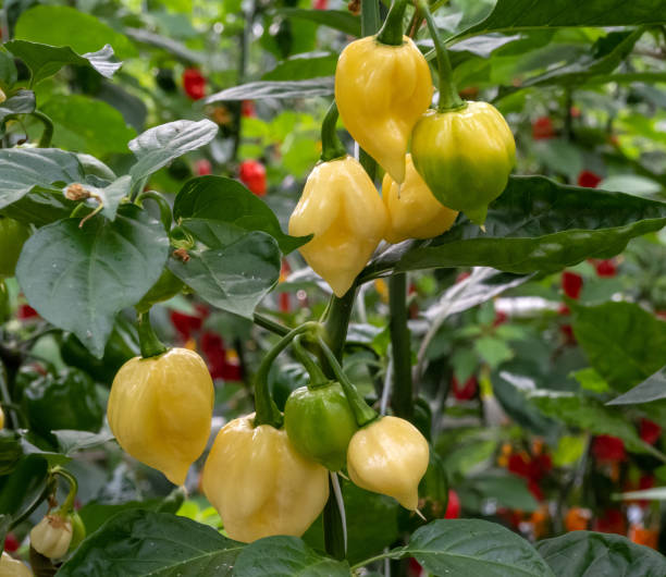 istock Plant breeding in Dutch horticulture 2182261145