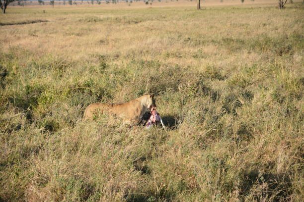 istock lioness in the grass and hunting 2182261665