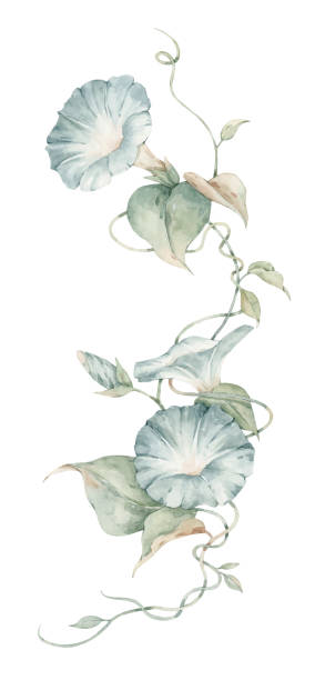 istock Watercolor illustration of blue morning glory flowers 2182261840