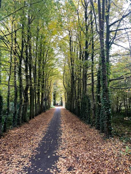 istock Fall scenery road in the woods 2182262581