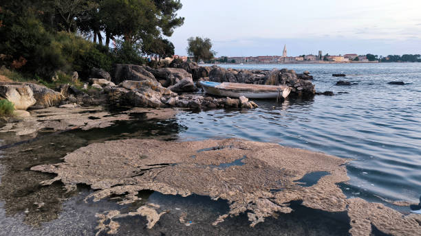 algal blooming of the sea