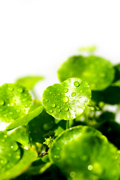 istock Centella asiatica (gotu kola). Fresh green leaves herb background. 2182262957