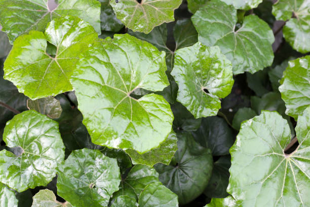 istock Farfugium japonicum or Leopard plant, Green leaves 2182265313
