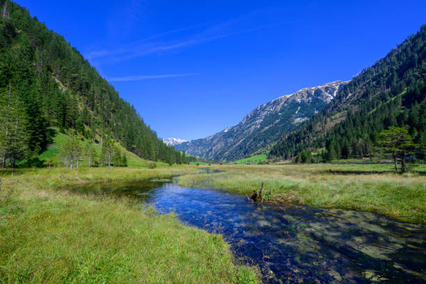 istock Wet meadow in the mountains 2182265484