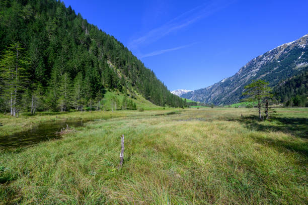 istock Wet meadow in the mountains III 2182265579
