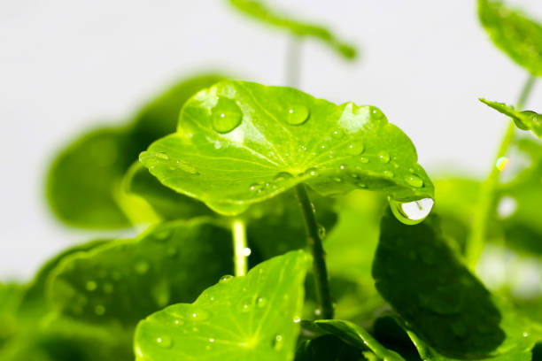 Centella asiatica (gotu kola). Fresh green leaves herb background.