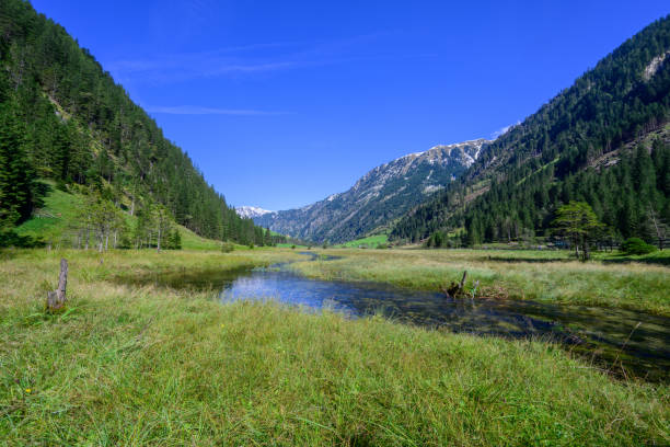 Wet meadow in the mountains II