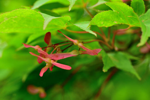 The seeds of Japanese maples are housed in samaras, whish are propeller-shaped capsules. Growing in pairs, they emerge in shades of green before maturing to red during growing season. Upon ripening in September to October, they will look brown and crinkly.The propeller shape of the samaras is actually vital for seed distribution. As a samara falls from its tree, the “blade” of the fruit catches air currents, which spin the samara like a helicopter.［From “Gardener’s Path］