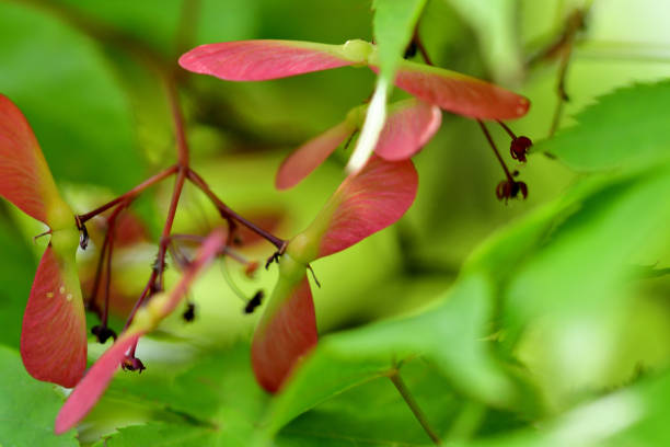 The seeds of Japanese maples are housed in samaras, whish are propeller-shaped capsules. Growing in pairs, they emerge in shades of green before maturing to red during growing season. Upon ripening in September to October, they will look brown and crinkly.The propeller shape of the samaras is actually vital for seed distribution. As a samara falls from its tree, the “blade” of the fruit catches air currents, which spin the samara like a helicopter.［From “Gardener’s Path］