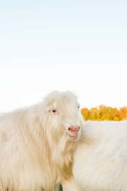 A little white goat in the farm, animal living in nature portrait photo. Close-up and selective focus.