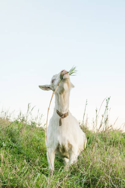 A goat grazes peacefully in a grassy field under a clear blue sky during a serene summer afternoon