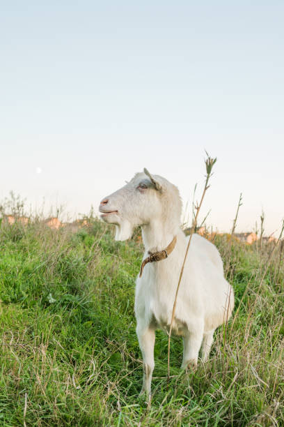 istock A serene white goat grazing in a lush green field during early evening twilight hours 2182273485