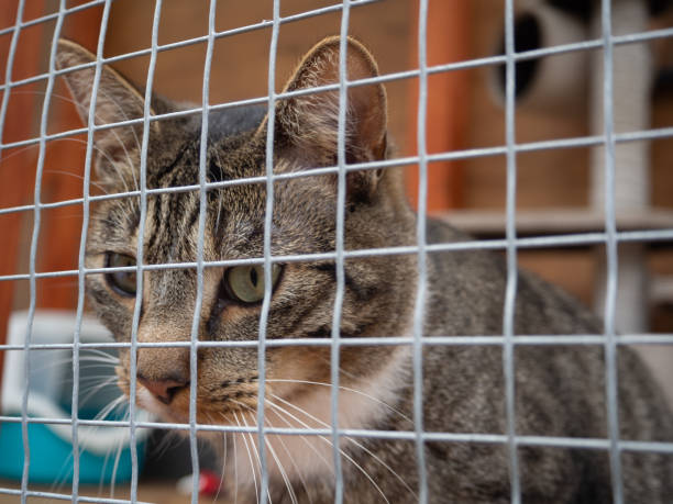 istock Sad dun cat in a cage staying 2182274392
