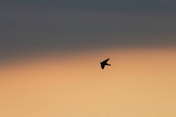 Side view close-up of a single sand martin or bank swallow (Riparia riparia) at sunset flying against a moody orange sky with spread wings in silhouette