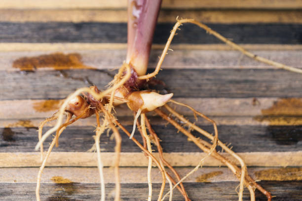 Offshoot of a Calathea Triostar, showing the roots, on a wooden background
