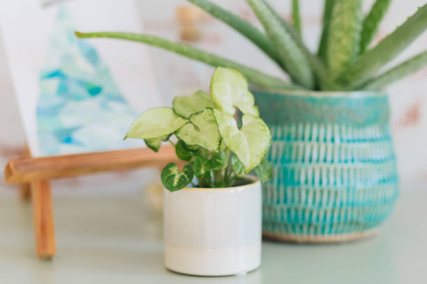 istock Syngonium Podophyllum White Butterfly in a gray planter 2182276147