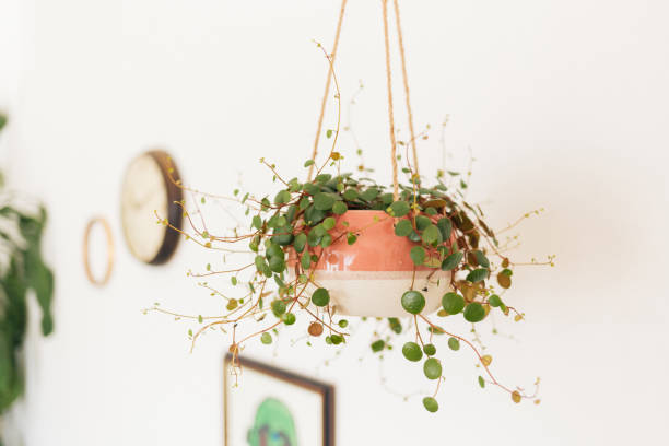 istock Pepperomia pepperspot in hanging planter 2182276162