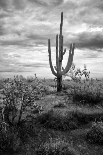 istock Sonora Desert Arizona in Infrared 2182276955