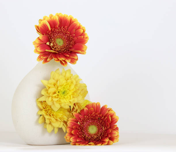 Clsoe up of gerbera and chrysanthemum in white vase on plain background