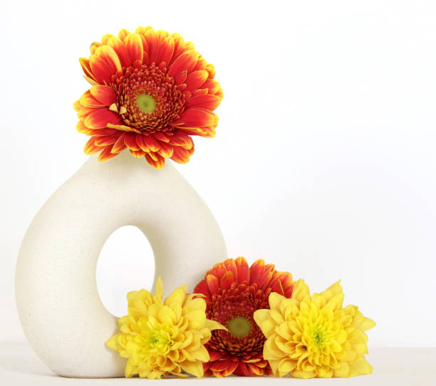Clsoe up of gerbera and chrysanthemum in white vase on plain background