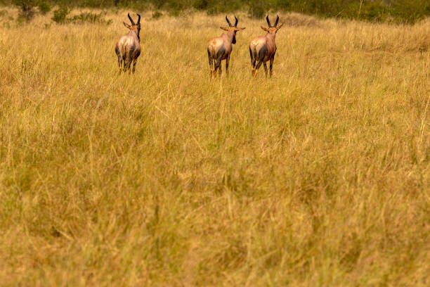 Topi Antelopes in wild