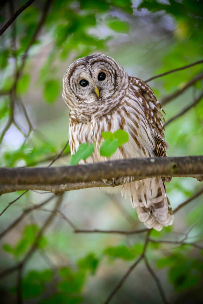 istock BIRDS: SEP 23 Barred Owl 2182282216