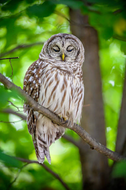 istock BIRDS: SEP 23 Barred Owl 2182282225