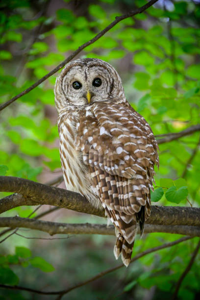 istock BIRDS: SEP 23 Barred Owl 2182282226