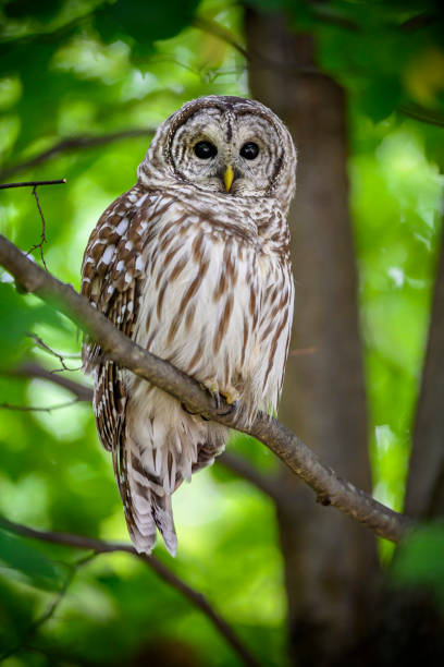 istock BIRDS: SEP 23 Barred Owl 2182282230