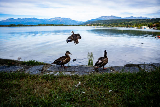 view of lake Viverone and mountains: ducks taking off