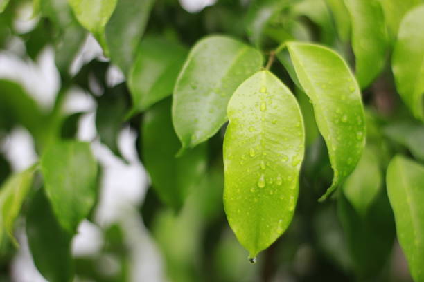 istock Green leaves with dew natural background 2182285020