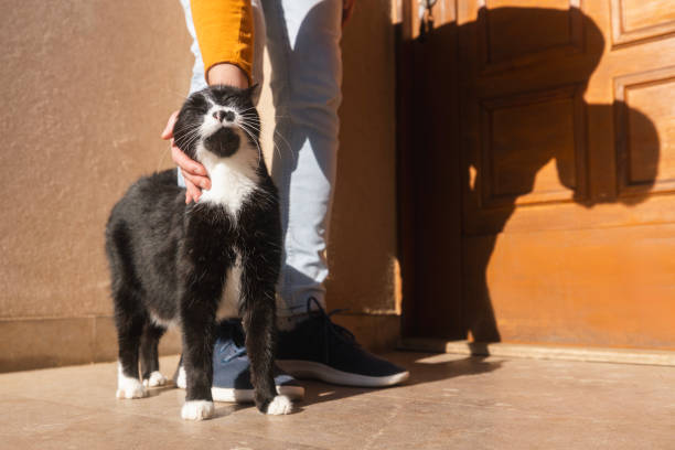 Loyal cat greets its owner at front door of home
