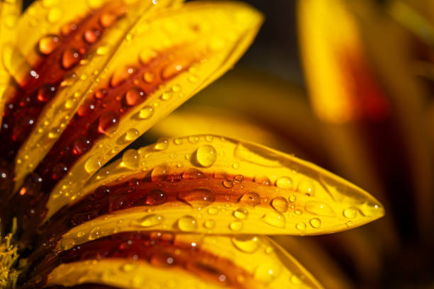 A detailed close-up portrait of a vibrant sunflower head, capturing the intricate texture of its seed patterns and the remnants of bright yellow petals. The image highlights the lush green sepals surrounding the sunflower and the striking contrast against the clear blue sky, showcasing the natural beauty and intricate design of this iconic plant.