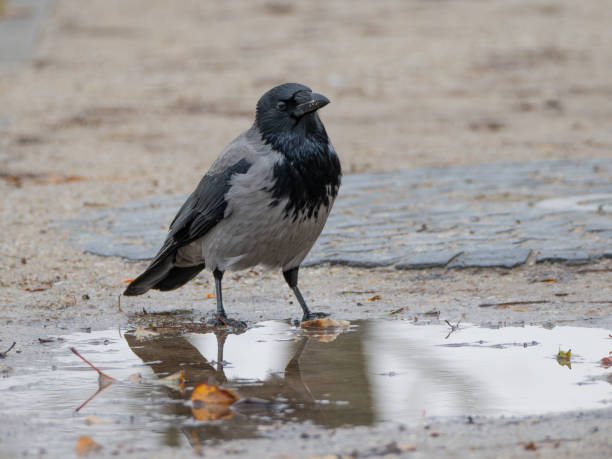 istock A gray crow running on a sandy beach 2182290269