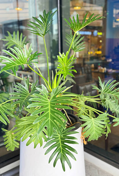 istock Philodendron xanadu in white flower pot 2182291042