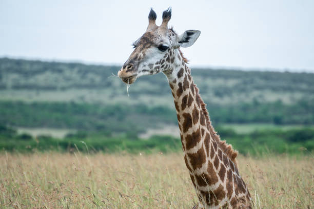 istock A giraffe strolls gracefully across a lush field, Masai Mara Reserve, Kenya 2182291449