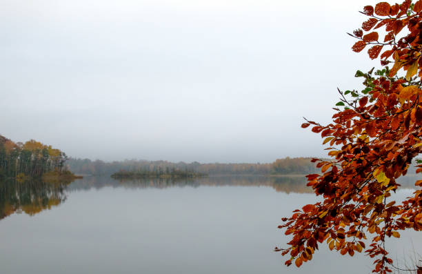 Swedish nature in October. Leafs, color, landscapes, lakes, ocean and wild animals. Fog and light and the nature is beautiful. Skåne, Sweden. Autumn.