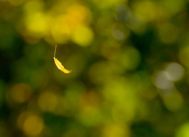 Swedish nature in October. Leafs, color, landscapes, lakes, ocean and wild animals. Fog and light and the nature is beautiful. Skåne, Sweden. Autumn.