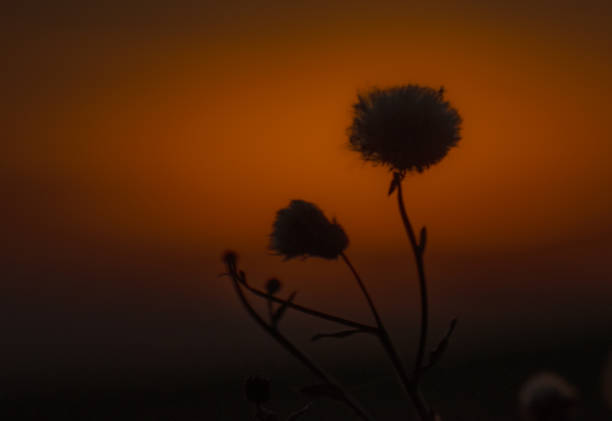 close-up photograph of the fluffy white seed heads of a plant. two central seed heads into sharp focus. The sun's disk is perfectly positioned between the two stems, creating a strong backlight effect that highlights the delicate, feathery pappus of each seed.
