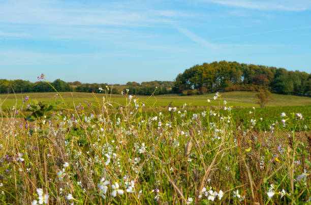 Swedish nature in October. Leafs, color, landscapes, lakes, ocean and wild animals. Fog and light and the nature is beautiful. Skåne, Sweden. Autumn.