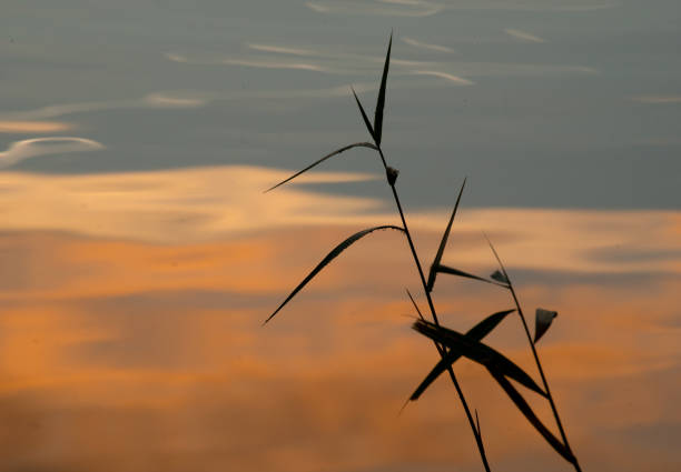 Swedish nature in October. Leafs, color, landscapes, lakes, ocean and wild animals. Fog and light and the nature is beautiful. Skåne, Sweden. Autumn.