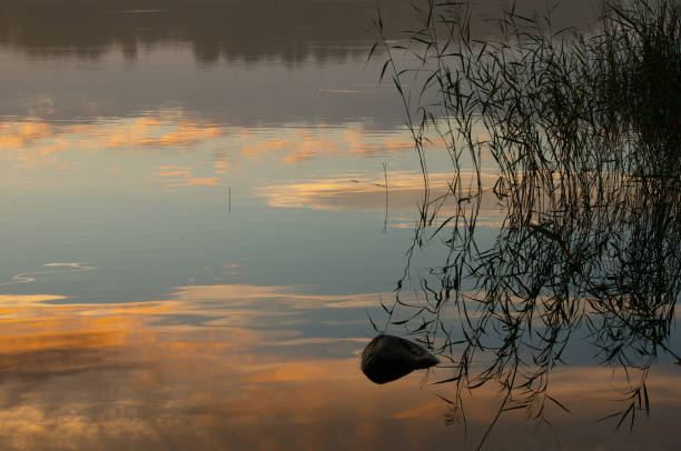 Swedish nature in October. Leafs, color, landscapes, lakes, ocean and wild animals. Fog and light and the nature is beautiful. Skåne, Sweden. Autumn.